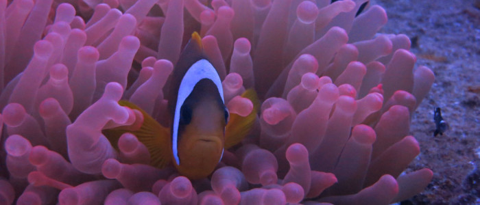 Featured image for Red Sea Adventures - November 2015